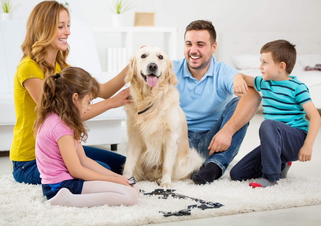 How to prepare for the arrival of the dog at home